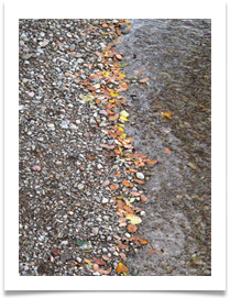 Pebbles, Leaves, Water - Helen Kulczcki